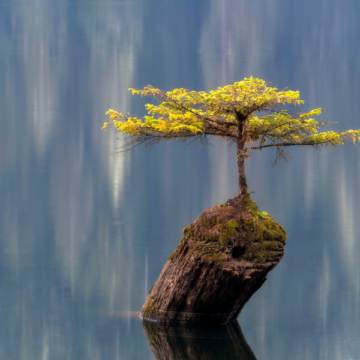 Wyzwanie czytelnicze