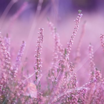 WordPress dla zwykłych ludzi: Jak zrobić kopię zapasową strony w 5 minut