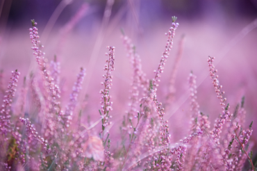 WordPress dla zwykłych ludzi: Jak zrobić kopię zapasową strony w 5 minut